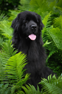 Fern